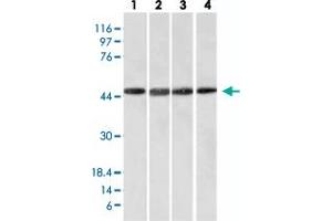 Western Blot analysis of Lane 1: HeLa, Lane 2: HepG2, Lane 3: HEK293 and Lane 4: K562 cell lysates with FBXO5 monoclonal antibody, clone EMI1/1176 . (FBXO5 抗体  (AA 1-250))