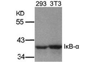 Image no. 2 for anti-Nuclear Factor of kappa Light Polypeptide Gene Enhancer in B-Cells Inhibitor, alpha (NFKBIA) (Ser32), (Ser36) antibody (ABIN197304) (NFKBIA 抗体  (Ser32, Ser36))