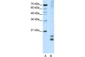 Western Blotting (WB) image for anti-Transcription Factor MafF (MAFF) antibody (ABIN2461834) (MafF 抗体)