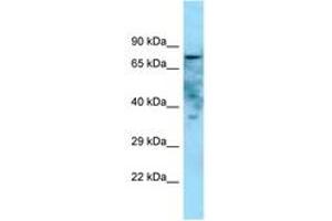 Golgi Integral Membrane Protein 4 (GOLIM4) (AA 514-563) antibody