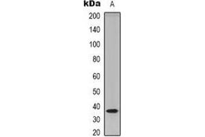 Western blot analysis of TECR expression in HEK293T (A) whole cell lysates. (TECR 抗体  (C-Term))