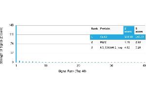 Protein Array (PAr) image for anti-Oligodendrocyte Lineage Transcription Factor 2 (OLIG2) antibody (ABIN7456327) (OLIG2 抗体)