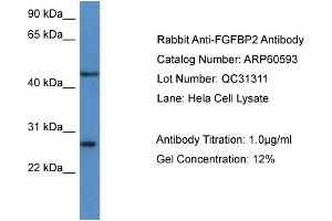 WB Suggested Anti-FGFBP2  Antibody Titration: 0. (FGFBP2 抗体  (C-Term))