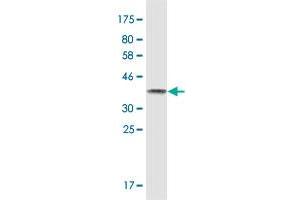 Western Blot detection against Immunogen (36. (U2AF2 抗体  (AA 141-240))