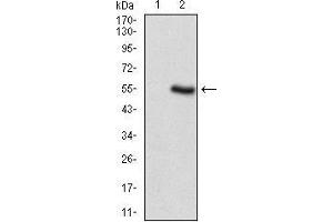 Western blot analysis using PER3 mAb against HEK293 (1) and PER3 (AA: 723-954)-hIgGFc transfected HEK293 (2) cell lysate. (PER3 抗体  (AA 723-954))