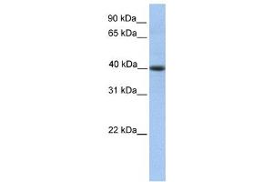 Western Blotting (WB) image for anti-Pellino E3 Ubiquitin Protein Ligase Family Member 3 (PELI3) antibody (ABIN2459771) (Pellino 3 抗体)