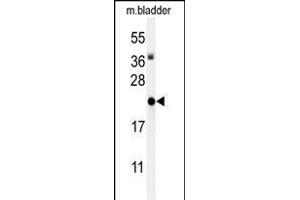Western blot analysis of ID4 Antibody (N-term) (ABIN653935 and ABIN2843167) in mouse bladder tissue lysates (35 μg/lane).