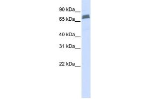 Western Blotting (WB) image for anti-Tripartite Motif Containing 45 (TRIM45) antibody (ABIN2458736) (TRIM45 抗体)