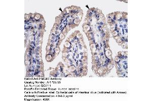 Human Intestine (HMGB3 抗体  (C-Term))