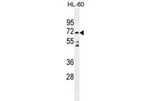 Western blot analysis of DPP3 Antibody (C-term) in HL-60 cell line lysates (35ug/lane). (DPP3 抗体  (C-Term))