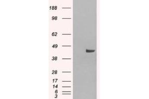Image no. 2 for anti-Sorting Nexin 16 (SNX16) (N-Term) antibody (ABIN374316) (SNX16 抗体  (N-Term))
