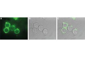 Immunocytochemistry (ICC) image for anti-Potassium Voltage-Gated Channel, KQT-Like Subfamily, Member 1 (KCNQ1) (AA 284-297), (Extracellular) antibody (ABIN7043501)