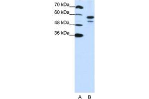 Western Blotting (WB) image for anti-U2 Small Nuclear RNA Auxiliary Factor 2 (U2AF59) antibody (ABIN2462083) (U2AF2 抗体)