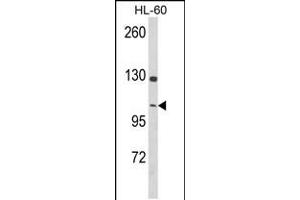 Western blot analysis of DNM3 Antibody in HL-60 cell line lysates (35ug/lane) (Dynamin 3 抗体  (AA 557-584))