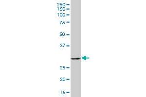 CKAP1 MaxPab polyclonal antibody. (TBCB 抗体  (AA 1-244))