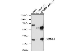 Immunoprecipitation analysis of 200 μg extracts of U-87MG cells using 3 μg OTUD6B antibody (ABIN7269123). (OTUD6B 抗体  (AA 31-323))