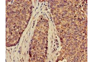 Immunohistochemistry (IHC) image for anti-Solute Carrier Family 2 (Facilitated Glucose Transporter), Member 9 (SLC2A9) (AA 473-511) antibody (ABIN7170127)