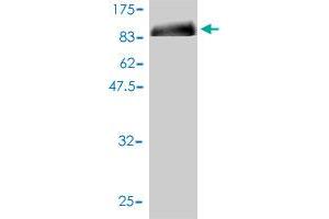 Western Blot detection against Immunogen (89.