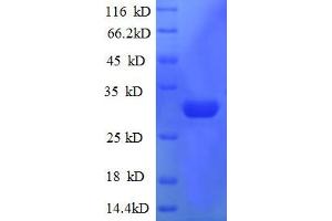 50S Ribosomal Protein L36 (AA 1-38), (full length) protein (GST tag) (50S Ribosomal Protein L36 (AA 1-38), (full length) protein (GST tag))