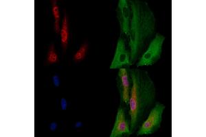 ABIN7094588 and ABIN7098637 staining  cells by IF/ICC. (EBF2 抗体  (C-Term))