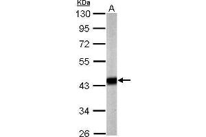 WB Image Sample (20 ug of whole cell lysate) A: mouse brain 10% SDS PAGE antibody diluted at 1:5000 (Pyruvate Dehydrogenase E1 alpha (Center) 抗体)