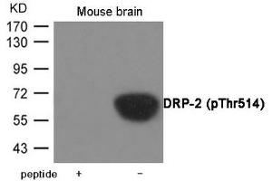Western blot analysis of extracts from Mouse brain tissue using DRP-2 (Phospho-Thr514) Antibody. (DPYSL2 抗体  (pThr514))