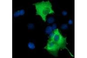 Image no. 6 for anti-phosphoinositide-3-Kinase Adaptor Protein 1 (PIK3AP1) antibody (ABIN1496822) (PIK3AP1 抗体)