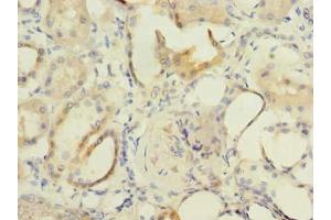 Immunohistochemistry of paraffin-embedded human kidney tissue using ABIN7153114 at dilution of 1:100 (Formin-Like 1 抗体  (AA 207-457))