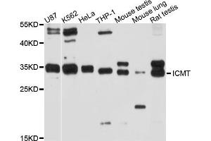 Western blot analysis of extracts of various cell lines, using ICMT antibody (ABIN5997948) at 1/1000 dilution. (ICMT 抗体)
