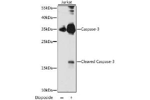 Western blot analysis of extracts of Jurkat cells, using CASP3 antibody (ABIN6292881) at 1:1000 dilution. (Caspase 3 抗体)