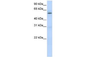 Western Blotting (WB) image for anti-Protein Arginine Methyltransferase 3 (PRMT3) antibody (ABIN2458480) (PRMT3 抗体)