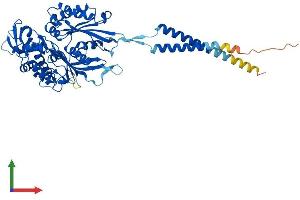 AlphaFold protein structure predicition of Human Recombinant ENTPD3 Protein, UniprotID O75355