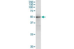 Immunoprecipitation of GMPPA transfected lysate using anti-GMPPA monoclonal antibody and Protein A Magnetic Bead , and immunoblotted with GMPPA monoclonal antibody. (GMPPA 抗体  (AA 321-420))