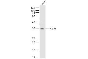 A431 lysates probed with CDK6 Polyclonal Antibody, Unconjugated  at 1:500 dilution and 4˚C overnight incubation. (CDK6 抗体  (AA 21-110))
