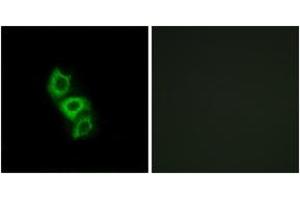 Immunofluorescence analysis of A549 cells, using APOL5 Antibody. (Apolipoprotein L 5 抗体  (AA 384-433))