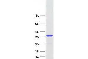 TCEAL6 Protein (Myc-DYKDDDDK Tag)