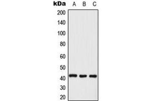 Western blot analysis of ERK2 expression in KNRK (A), A431 (B), NIH3T3 (C) whole cell lysates. (ERK2 抗体  (Center))