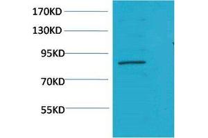 Western Blot (WB) analysis of K562 using Stat5a Polyclonal Antibody. (STAT5A 抗体)