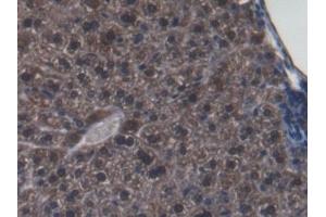 Detection of GLRX3 in Mouse Liver Tissue using Polyclonal Antibody to Glutaredoxin 3 (GLRX3) (GLRX3 抗体  (AA 73-320))