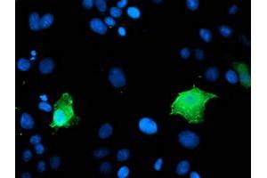 Image no. 1 for anti-Low Density Lipoprotein Receptor Adaptor Protein 1 (LDLRAP1) antibody (ABIN1496688) (LDLRAP1 抗体)