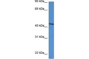 Western Blot showing DDO antibody used at a concentration of 1 ug/ml against HepG2 Cell Lysate