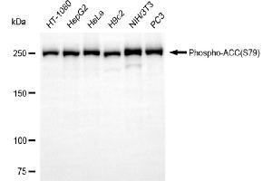 Western blotting analysis using phospho-ACC(S79) antibody (ABIN7797443).