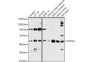 Western blot analysis of extracts of various cell lines, using NOX antibody (3844) at 1:3000 dilution. (NOXA1 抗体  (AA 140-300))