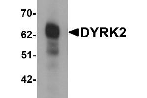 Western blot analysis of DYRK2 in 293 cell lysate with DYRK2 antibody at (A) 1 and (B) 2 µg/mL. (DYRK2 抗体  (C-Term))