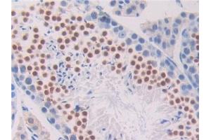 Detection of PNOC in Mouse Testis Tissue using Polyclonal Antibody to Pronociceptin (PNOC) (Pronociceptin (AA 12-187) 抗体)