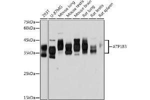 Western blot analysis of extracts of various cell lines, using B3 Rabbit mAb (ABIN7265774) at 1:1000 dilution. (ATP1B3 抗体)