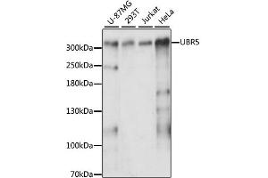 Western blot analysis of extracts of various cell lines, using UBR5 antibody (ABIN6292430) at 1:3000 dilution. (UBR5 抗体)