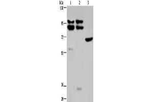 Western Blotting (WB) image for anti-Osteosarcoma Amplified 9, Endoplasmic Reticulum Lectin (OS9) antibody (ABIN2430588) (OS9 抗体)