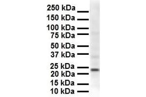 WB Suggested Anti-SOX2 antibody Titration: 1 ug/mL Sample Type: Human Hela (SOX2 抗体  (N-Term))