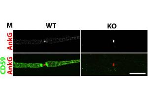 Immunofluorescence labeling of WT (left panels) and CD59 KO mouse(right panels) teased fibers show normal node structure by CD59 (green) and AnkG (cat.